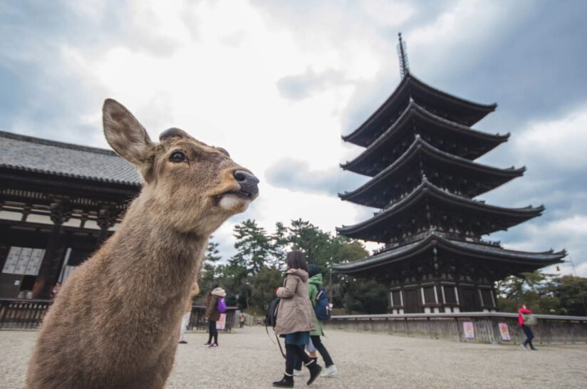 A Deer Stands Gracefully In Front Of A Traditional Pagoda In Nara Park, Japan, Surrounded By Lush Greenery