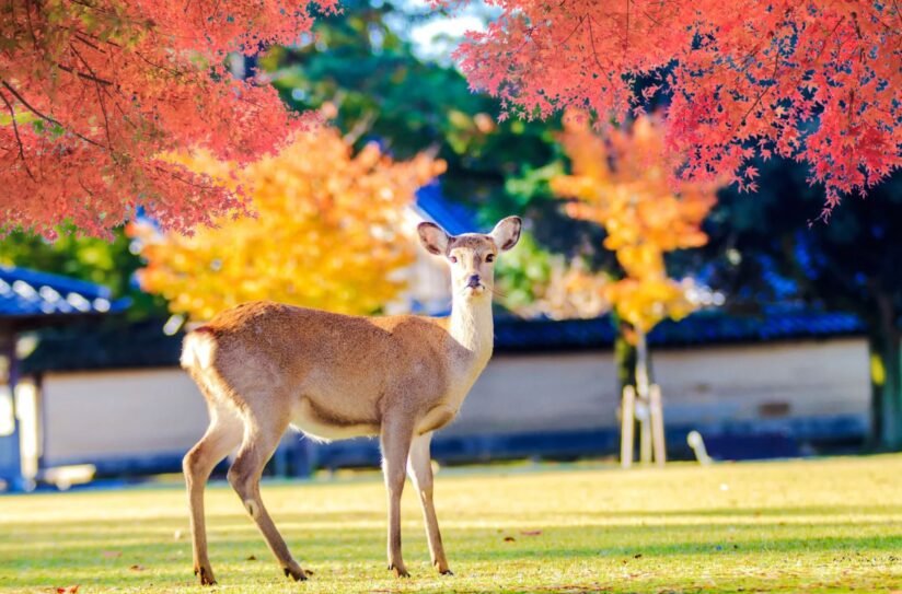 A Deer Stands Gracefully In Front Of A Tree Adorned With Vibrant Autumn Leaves In Nara Park, Japan