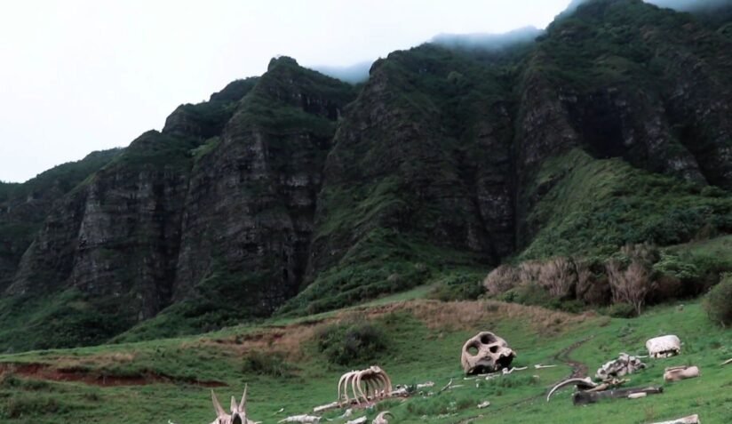 A Group Of Animals Grazes In A Grassy Field With Mountains In The Background At Battery Cooper, Kualoa Ranch