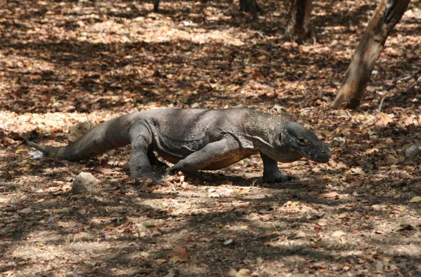 A Komodo Dragon With Its Tongue Extended, Captured On Komodo Island, Indonesia
