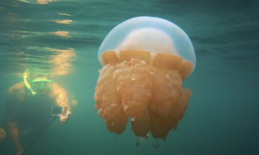 A Man Is Swimming Next To A Jellyfish In The Ocean At Misool Island, Raja Ampat, Showcasing Marine Life