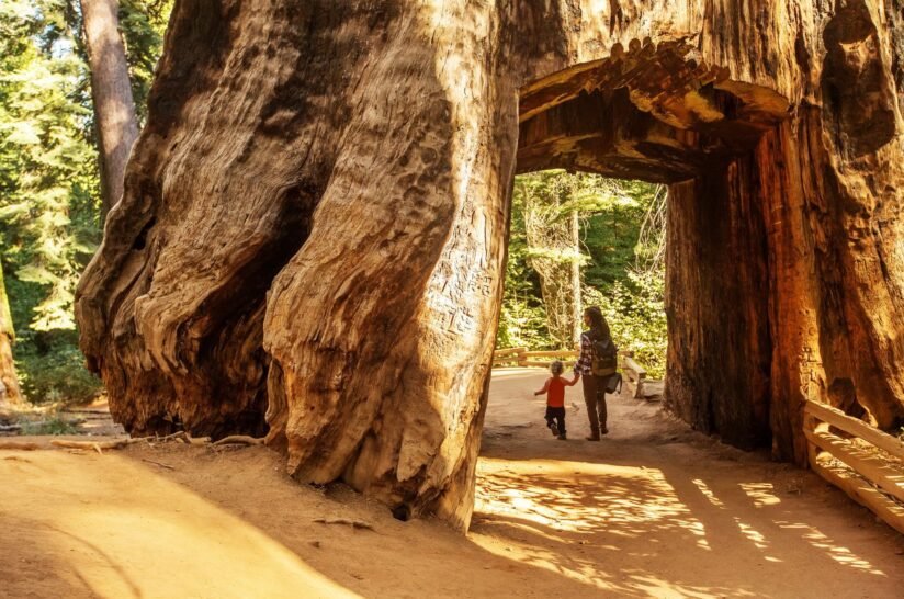 A Woman And Child Walk Through A Tunnel In A Giant Tree At Yosemite National Park, Surrounded By Lush Greenery