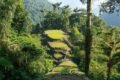 Colombia lush jungle landscape with dense grass and trees, showcasing the vibrant ecosystem of lost city trek in ultimate guide to exploring hidden wonders ciudad perdida