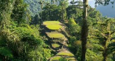 Lush jungle landscape with dense grass and trees, showcasing the vibrant ecosystem of lost city trek in colombia