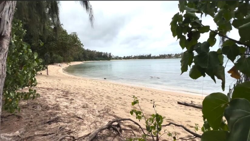 Turtle Bay Pillbox Beach With Golden Sand And Green Trees, Creating A Tranquil Coastal Landscape